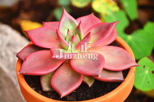 蓝石莲徒长后的处理方法：