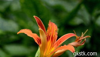 萱草种类丰富， 各具特色