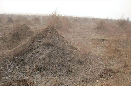 适合种植在坟前的树木