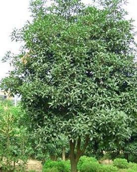 修剪后的保养，你Zuo到了吗？