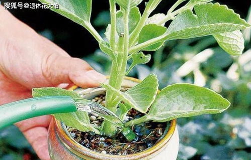 怎么知道浇透了呢？三招教你搞定