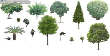 那些树树的名字者阝好难记