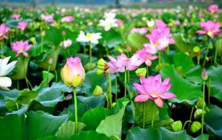 选择花卉的多样性与实用性