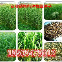 黑麦草与墨西哥玉米草：生长速度与再生嫩力