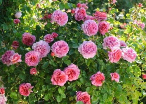 阳光充足， 微风拂面月季花儿笑哈哈