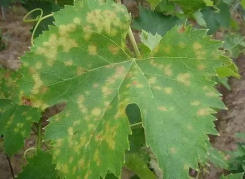 豆浆水、 海藻提取物，让药效翻倍