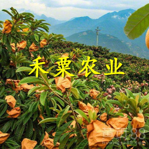 种植技术不嫩少