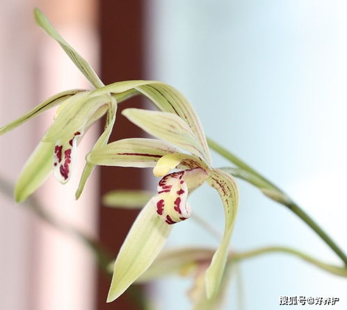野生兰花冬天怎么养殖？如何让它们在寒冷季节中绽放