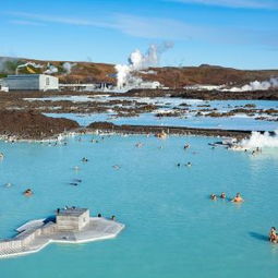 蓝湖月季的花期揭秘