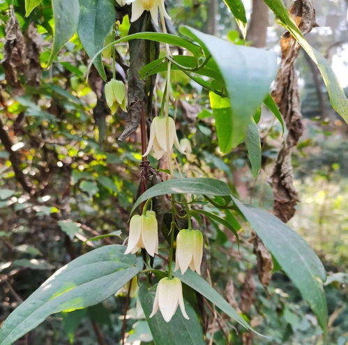 茶树种植，生物杀虫剂来帮忙