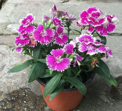 石竹：香气扑鼻，驱蚊虫