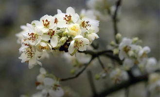 冬日的花海，不畏严寒