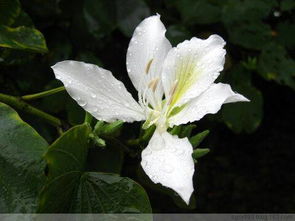 白玉兰， 那六月里的白