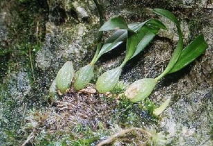 石仙桃，绿植附生