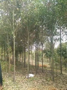 五、 绑缚、支撑