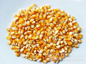 如何根据棉粕在蛋鸡饲料中的核心价值，科学替代豆粕，降低成本，不同生长阶段用量对比表推荐？