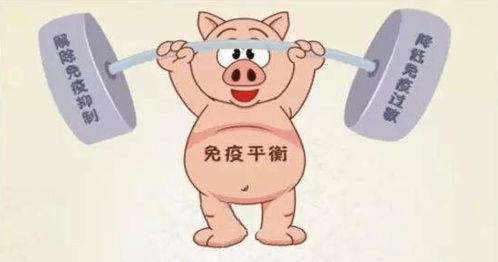提升猪免疫力，降低高热病发风险