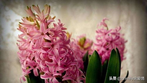 风信子开花象征真诚的爱与幸福，常预示好运降临