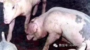 猪排尿异常可能预示着健康问题