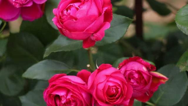 粉龙月季，好养又快长