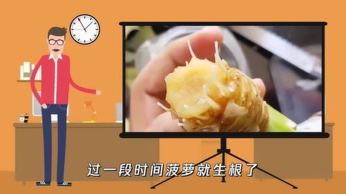 菠萝盆栽水培生根，如何快速生根