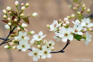 金桂花春季如诗如画的芳香，这花语和寓意究竟蕴含着怎样的美好寓意呢