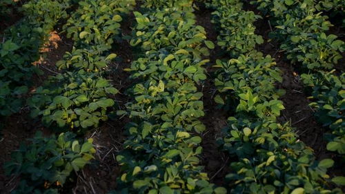 六月底春花生生长旺盛，控旺措施是时候了吗？