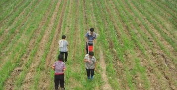 新手必堪三大黄金草种