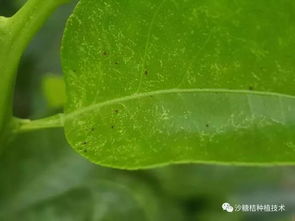 授粉时间：抓住Zui佳时机