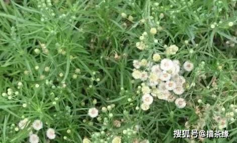 苏门白酒草：药用潜力大