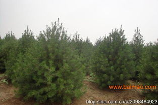 白皮松小苗的奇妙世界