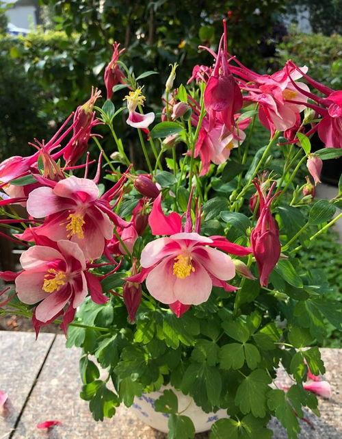 浙江冬天露天养花，真的必死无疑吗嗯？