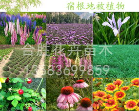 种植宿根花卉的技巧