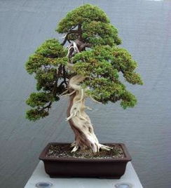 三、 室内观花观果盆景推荐