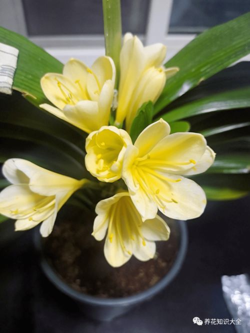 二、 剑兰种球的越冬方法