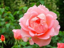 叶面肥， 你得知道怎么用