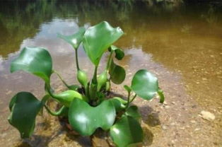 水葫芦，入侵植物中的“霸主”