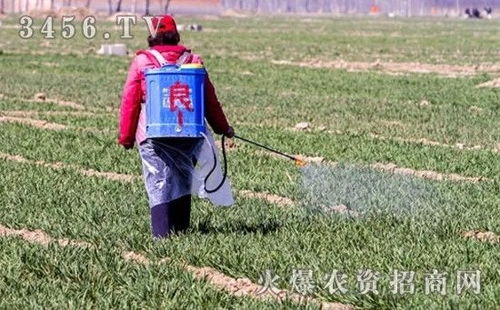 Ru果是秋季或冬季播种的作物：