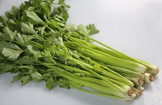 芹菜耐低温极限是多少？揭秘芹菜最低耐寒温度！