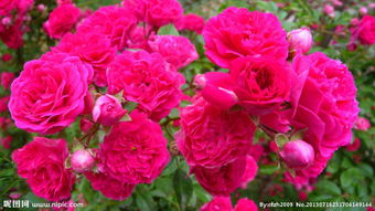 爬藤月季的特点