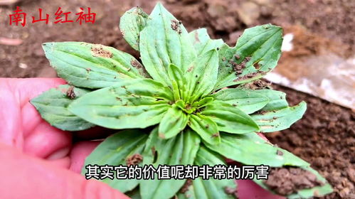 半边莲是个宝，它的功效与作用你知道几个