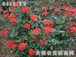 藤梅朗荻娜月季的花期与种植季节揭秘