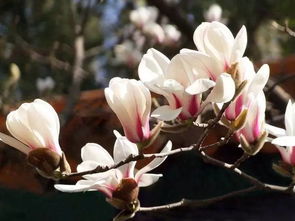 第一步：种子准备