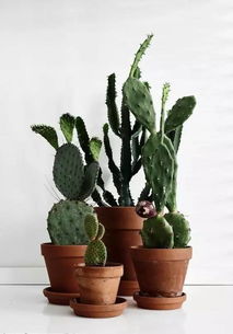 那些令人惊奇的生命之花