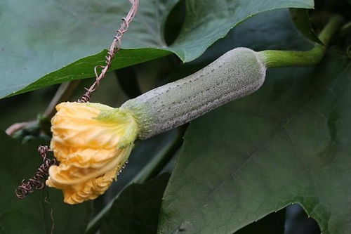 丝瓜花富含维生素，你知道它还有哪些神奇功效吗