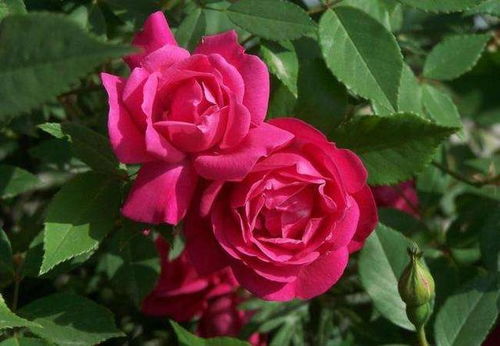 送月季花的特殊含义