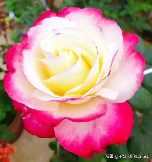 月季项链， 古者阝的独特景观