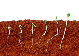 为什么重楼种子老是不发芽？3步法省50%成本全流程避坑指南靠谱吗？