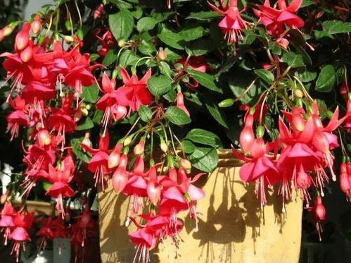 掉钟花的病虫害防治