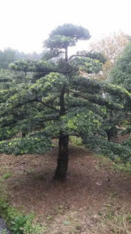 松树啊松树，你有几种呀？